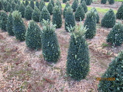 Buxus sempervirens 'Newport Blue' — photo 3